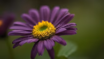 Purple Daisy Purple Daisy