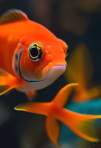 Underwater Wonders