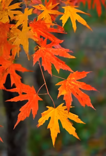 Autumnal Splendor Autumnal Splendor