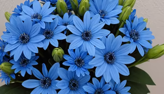 Blue Hues Blue Hues