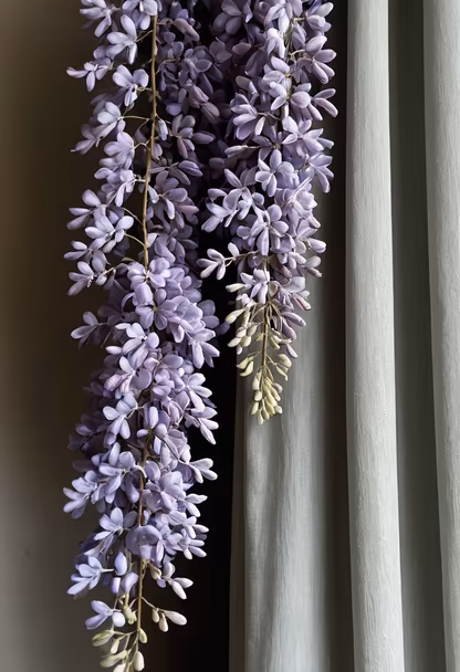 Wisteria Dreams Wisteria Dreams