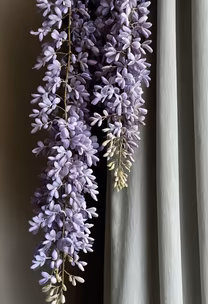 Wisteria Dreams Wisteria Dreams