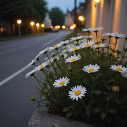 Evening Daisies Evening Daisies