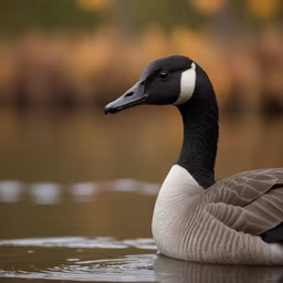 Canada Goose Canada Goose