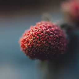 Crimson Bloom Crimson Bloom
