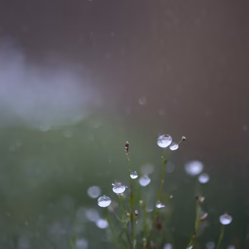 Raindrops on blades