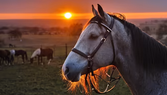 Golden Hour Majesty