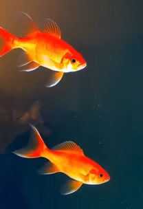 Golden Duo Golden Duo