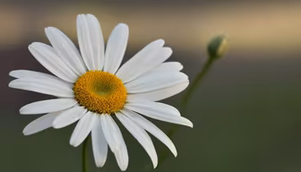 Daisy Dreams Daisy Dreams