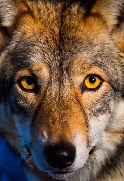 Wolf Stare Wolf Stare