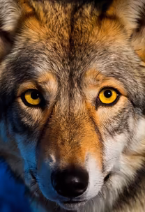 Wolf Stare Wolf Stare