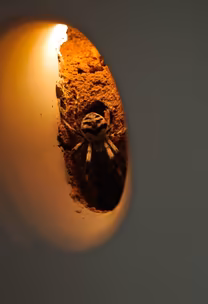 Spider's Lair Spider's Lair
