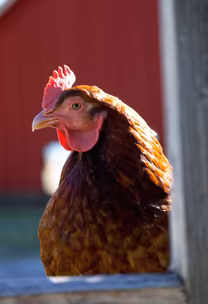 Backyard Hen