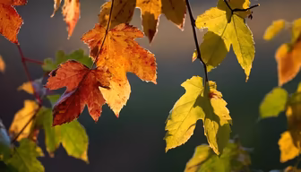 Autumn's Embrace Autumn's Embrace