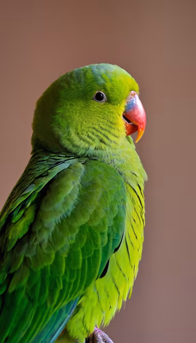 Emerald Parrot Emerald Parrot