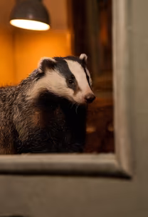 Badger Stare Badger Stare