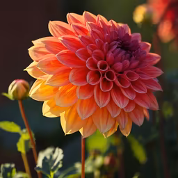 Dahlia Delight Dahlia Delight