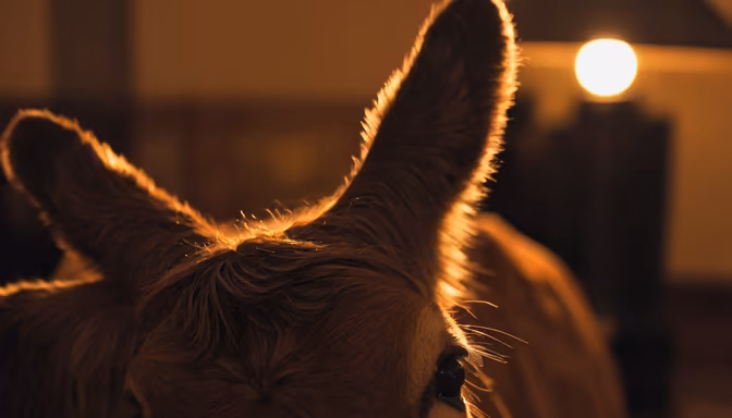 Golden Hour Calf