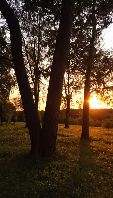 Golden Hour in the Woods Golden Hour in the Woods