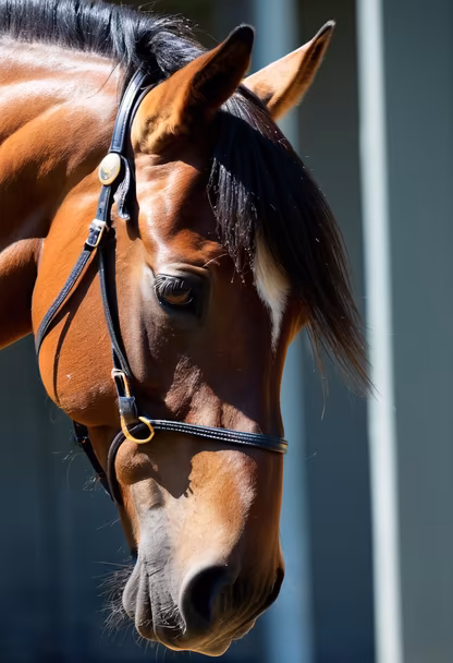 Elegance in Equine
