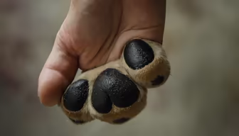 Paw in Hand Paw in Hand