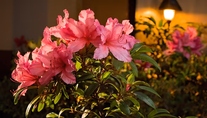 Spring Bloom