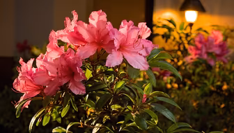 Spring Bloom Spring Bloom