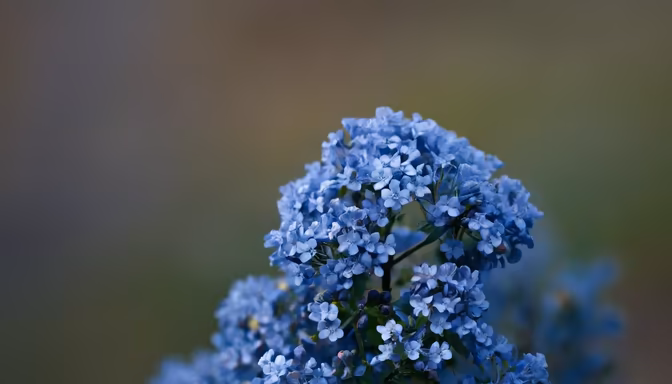 Blue Blossom Beauty