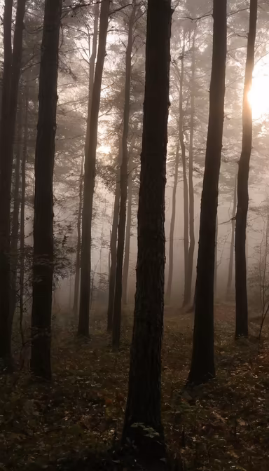 Misty Woods Misty Woods