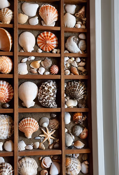 Seashell Collection