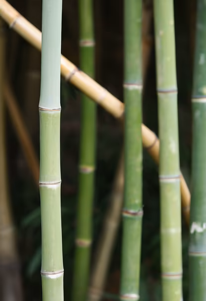 Bamboo Forest