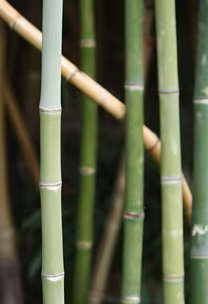 Bamboo Forest Bamboo Forest