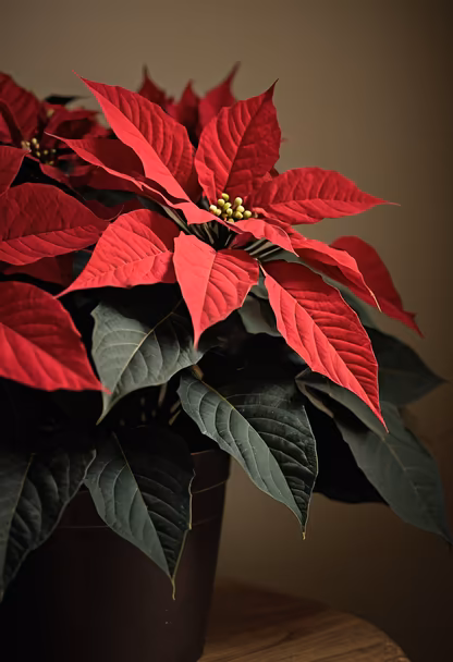 Festive Poinsettia