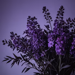 Purple Haze Purple Haze