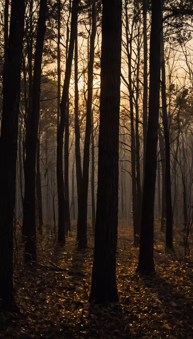 Forest Bathing Forest Bathing