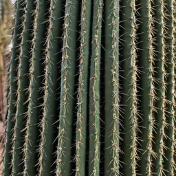 Cactus Close-Up Cactus Close-Up