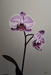 Orchid Beauty Orchid Beauty