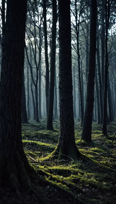 Enchanted Forest Enchanted Forest