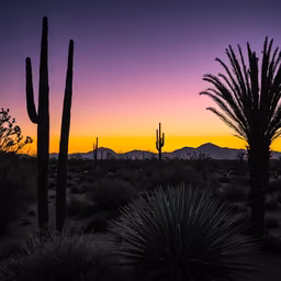 Desert Twilight Desert Twilight