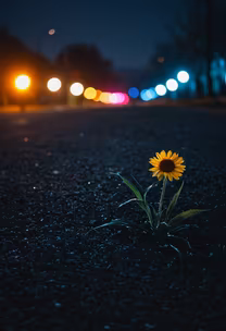 Urban Bloom Urban Bloom