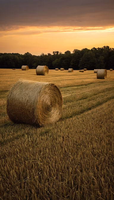 Golden Harvest