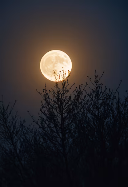 Moonlit Silhouette
