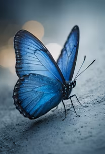 Blue Morpho Blue Morpho