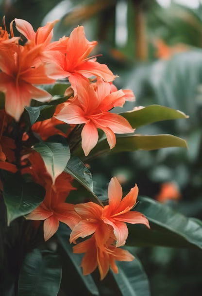 Tropical Bloom