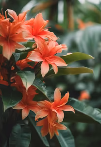 Tropical Bloom Tropical Bloom