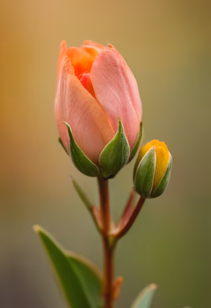Budding Beauty Budding Beauty