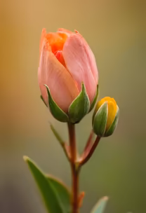 Budding Beauty Budding Beauty