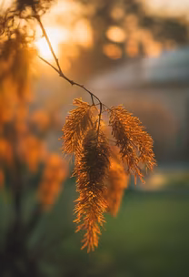 Golden Hour Whispers Golden Hour Whispers