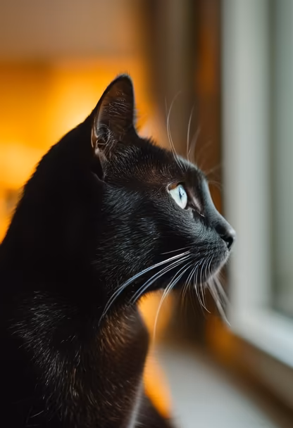 Midnight Gaze Midnight Gaze