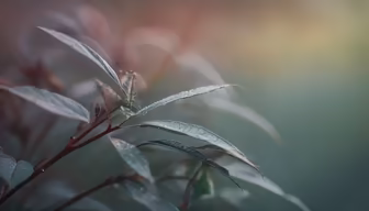 Morning Dew Morning Dew